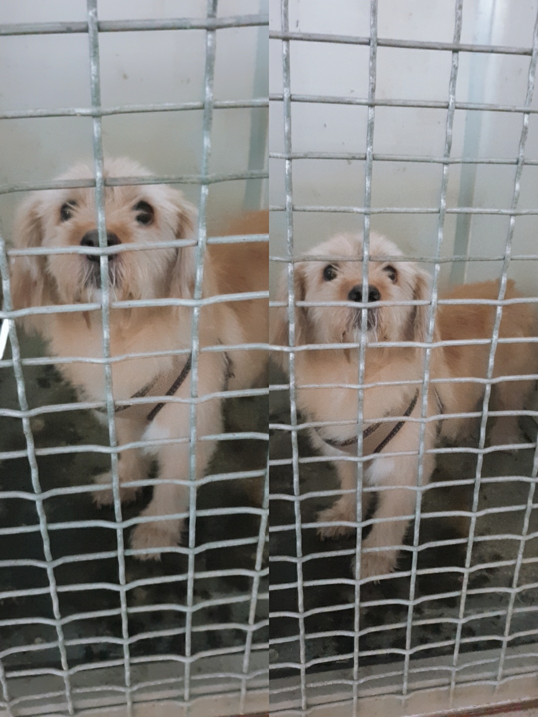 코카 스파니엘 이미지 파일 입니다.
